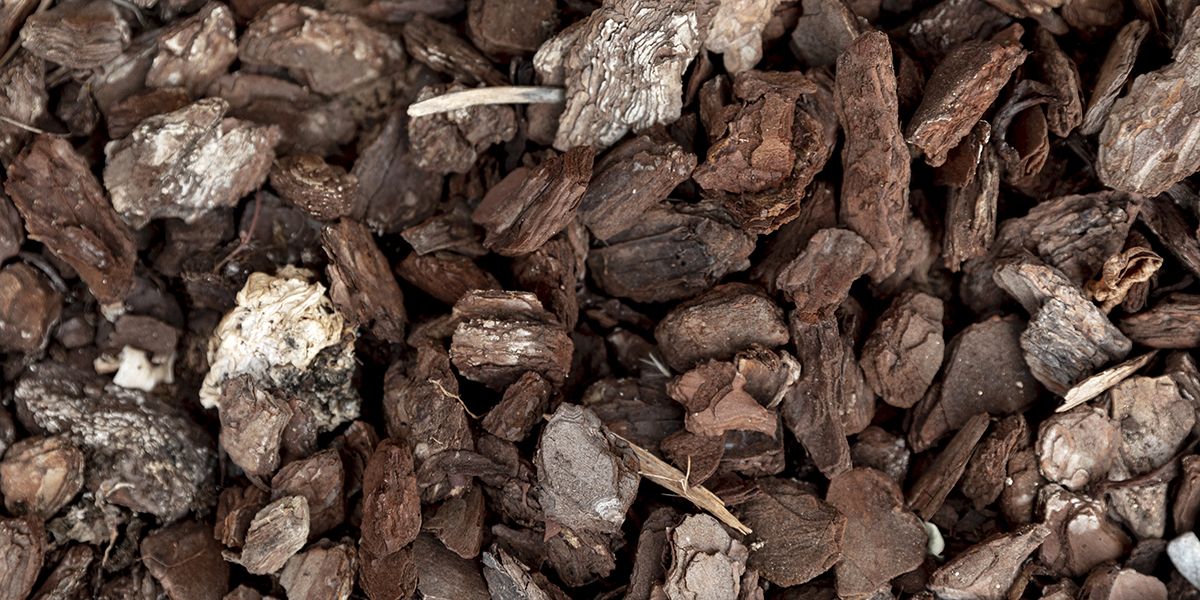 Les secrets du paillage en écorces de pin : entre avantages et inconvénients