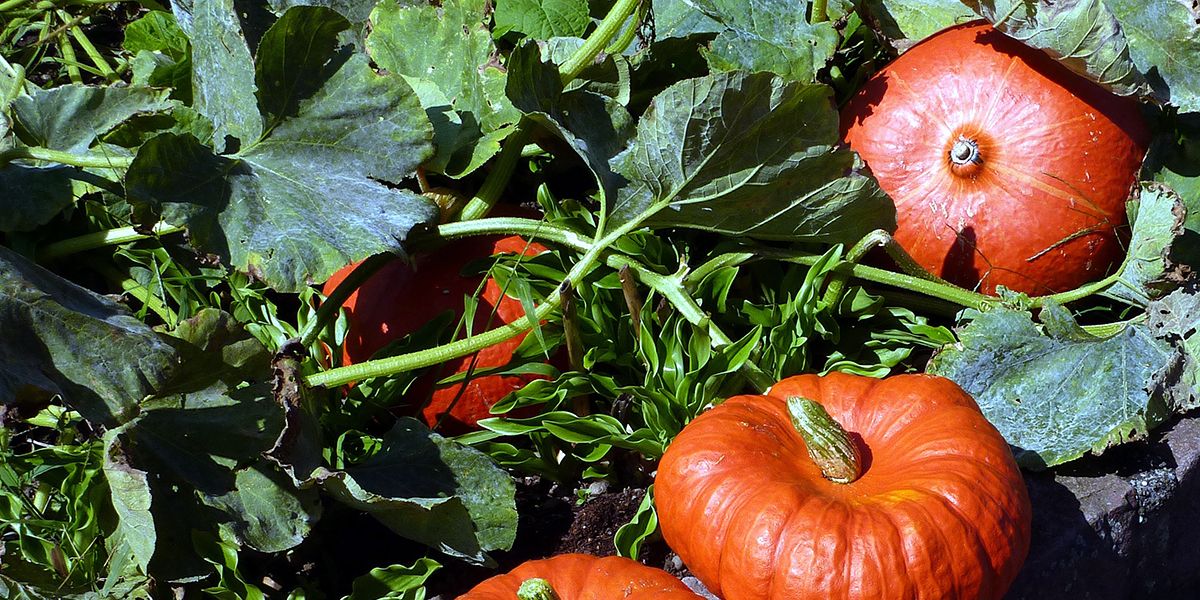 Récolte parfaite : comment identifier la maturité des potirons et courges ?