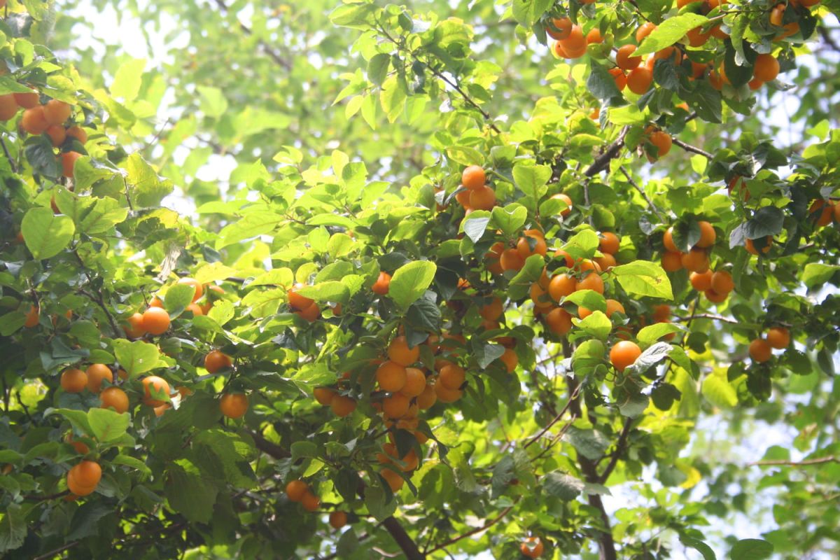 Le prunier : guide complet pour planter, entretenir et récolter ses prunes