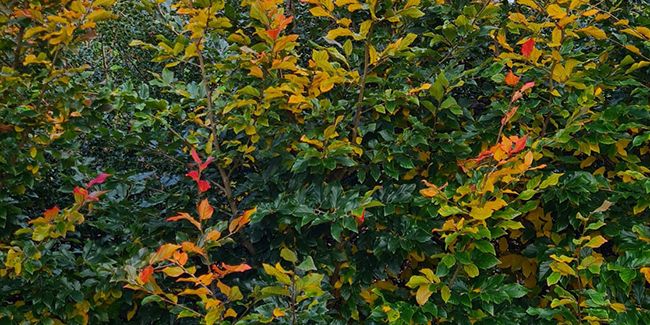 Sycoparrotia semidecidua : l'arbuste automatiste incontournable de l'automne