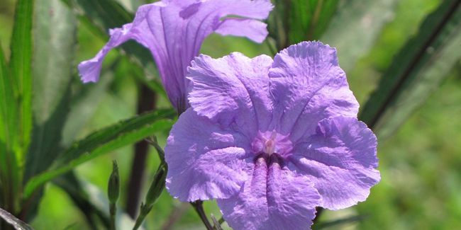 Ruellie de Britton : l'élégance florale venue du Mexique