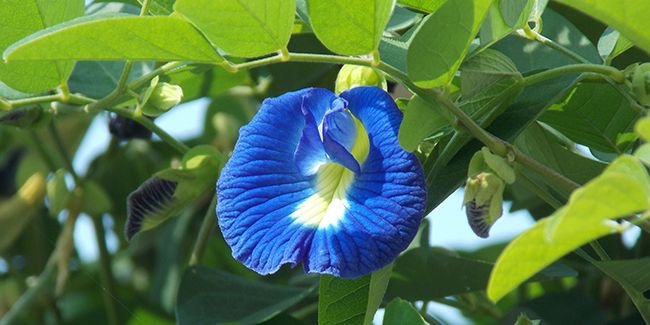 À la découverte du pois bleu (Clitoria ternatea)