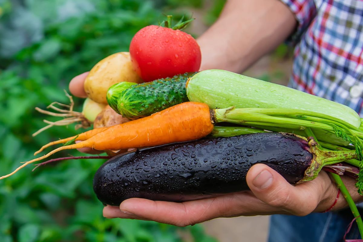 un potager simplifié : moins d'entretien, plus de légumes