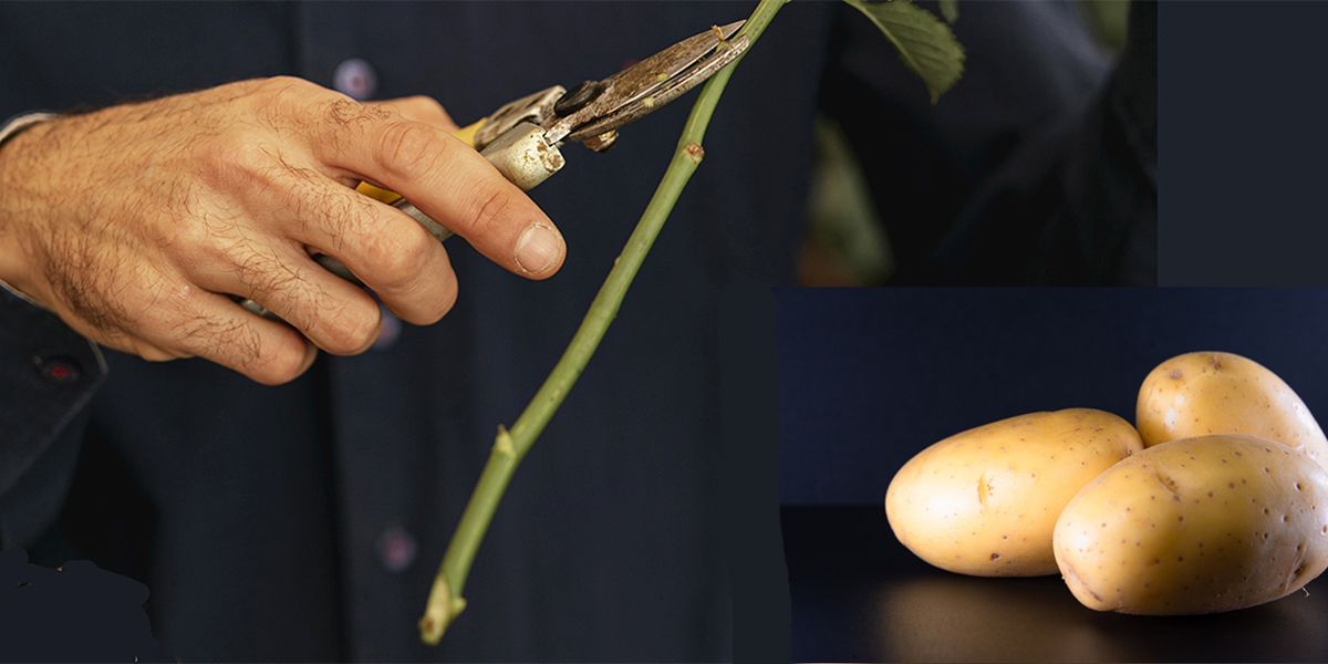Bouturer un rosier dans une pomme de terre : mythe ou réalité ?