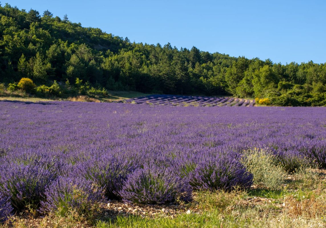 Cueillir de la lavande : ce que vous devez savoir avant de vous lancer