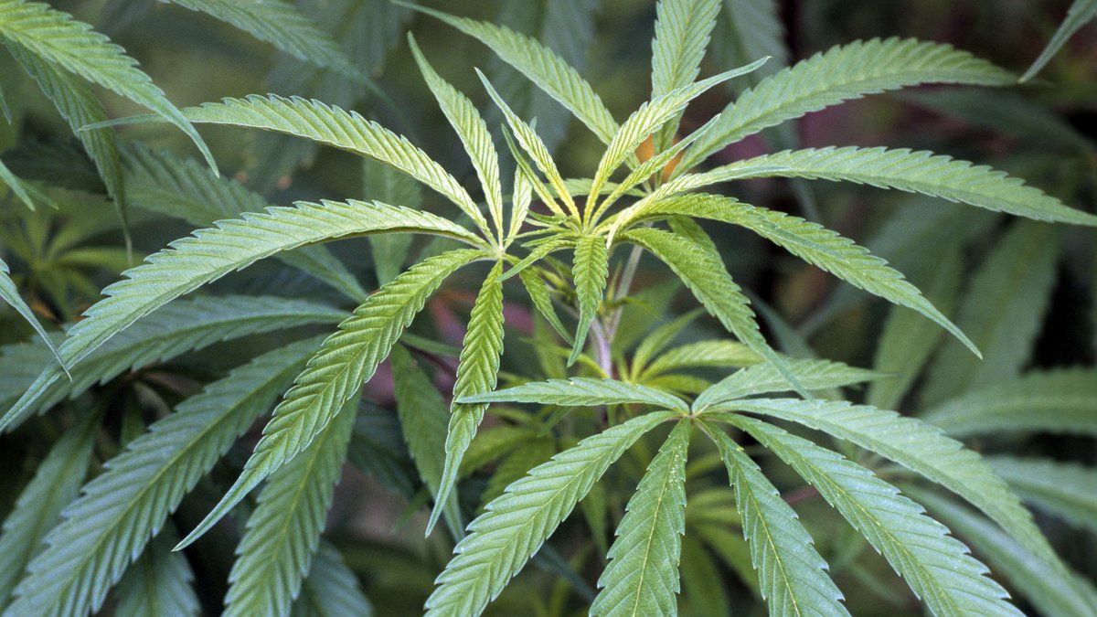 Une mère en détention pour avoir cultivé du cannabis dans la chambre de son enfant
