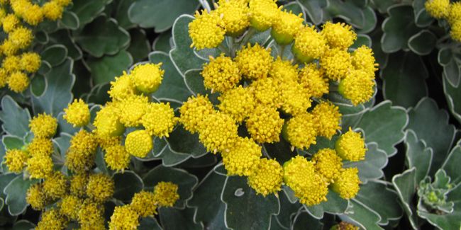 Le chrysanthème mimosa, une splendeur du Pacifique