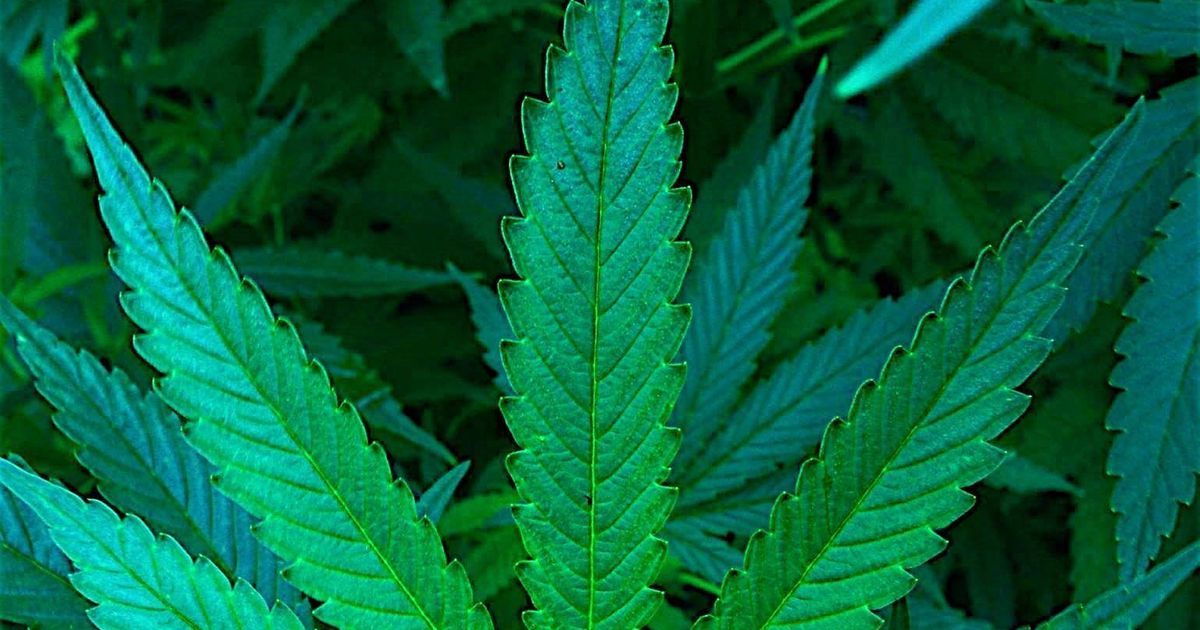 Une mère cultivait du cannabis dans la chambre de son enfant