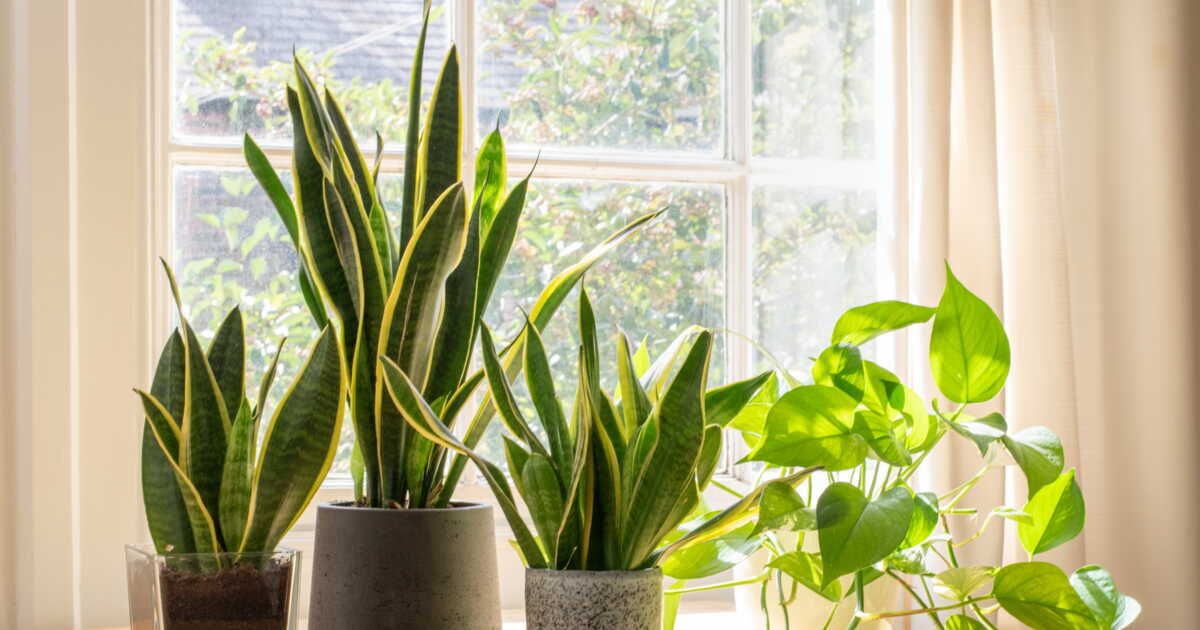 Entretenir vos plantes vertes : astuces et conseils pratiques