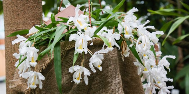 découvrez la magie des orchidées coelogyne : une beauté variée