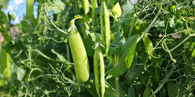 Le petit pois : un délice à cultiver dans votre jardin