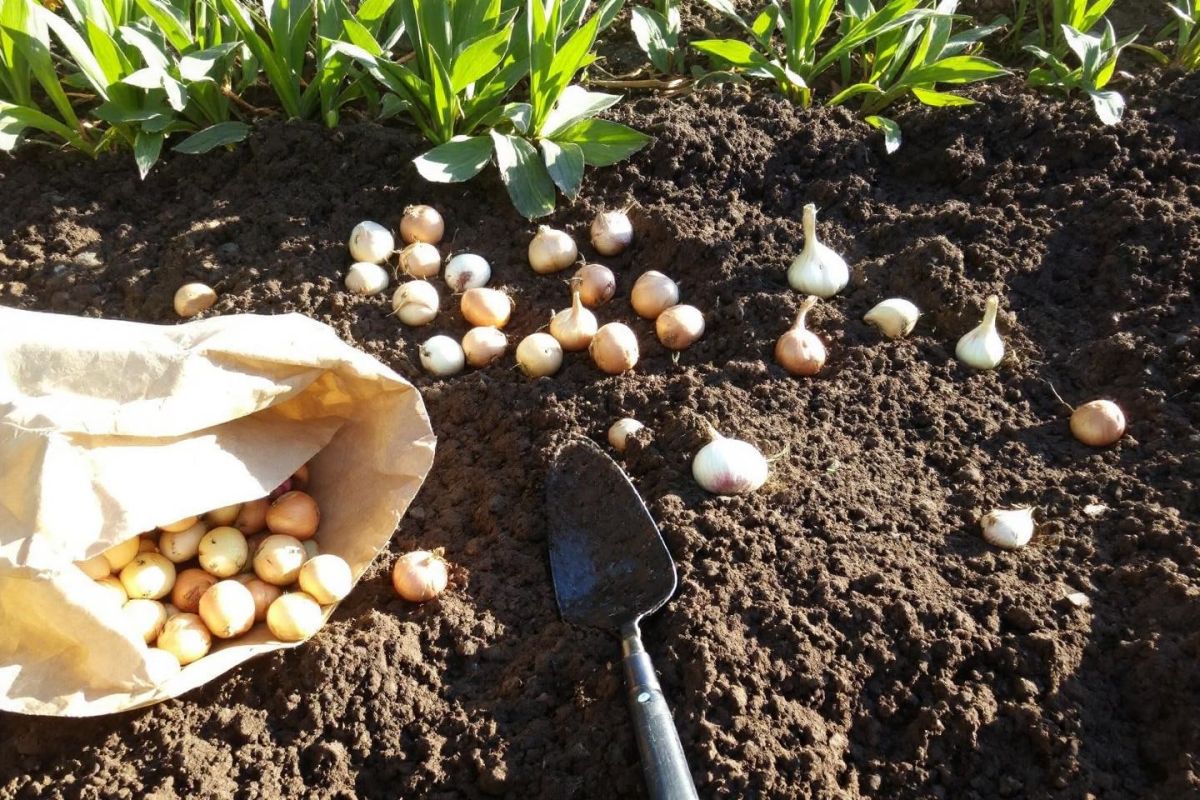 Les bulbes à planter fin août pour un potager florissant
