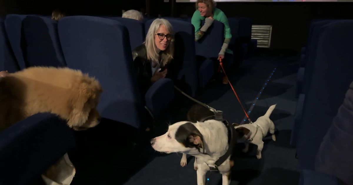 Un cinéma pas comme les autres : une séance réservée aux chiens à Strasbourg