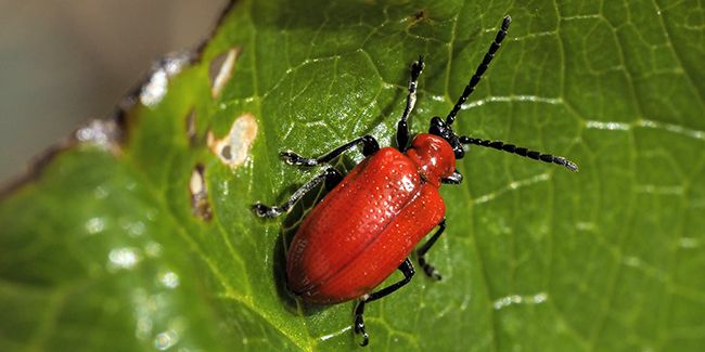 Le criocère du lis : stratégies efficaces pour préserver vos fleurs