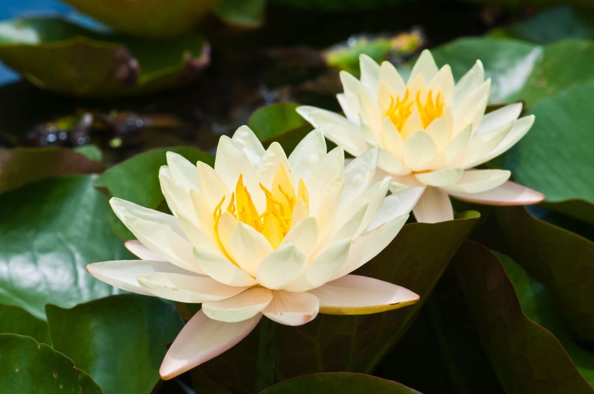 Découvrez les secrets du lotus : conseils de plantation et d'entretien