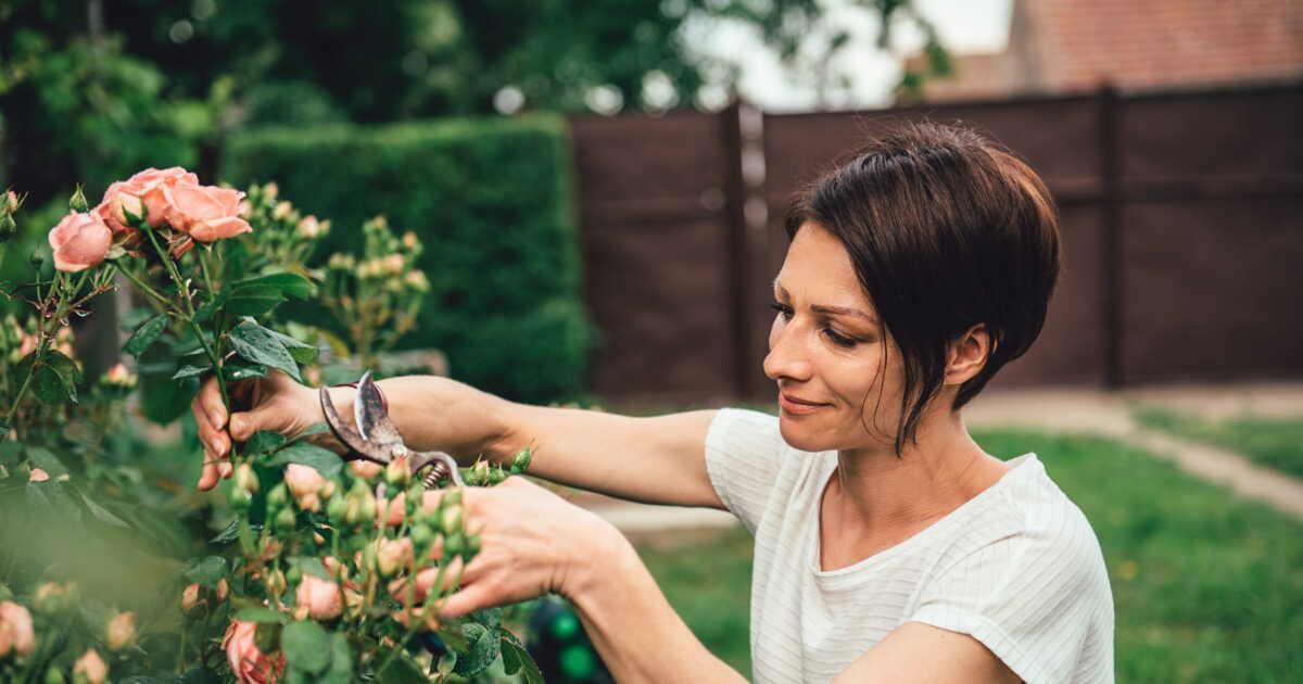 L'art de la taille : pour des plantes en pleine forme cet hiver