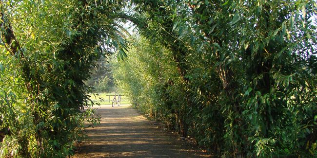 L'art du jardinage : 1001 façons d'intégrer l'osier