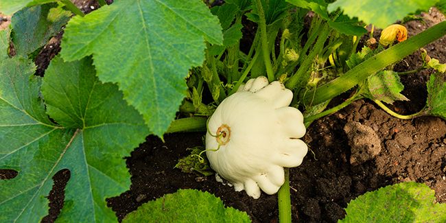 Le pâtisson : une courge aplatie qui charme les jardiniers