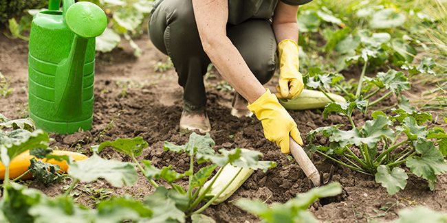Entretenir son jardin potager : techniques essentielles pour un potager florissant