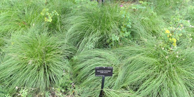 Sporobole à glumes inégales (Sporobolus heterolepis), graminée vaporeuse