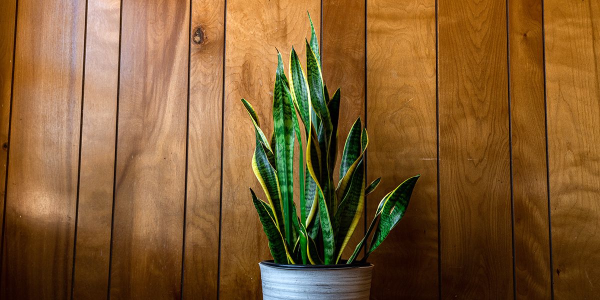 découvrez ces plantes d'intérieur résistantes et élégantes