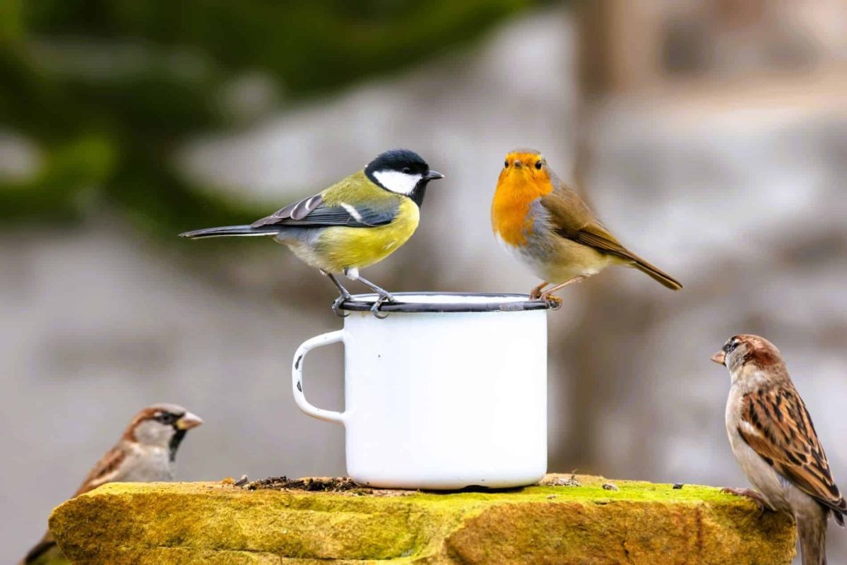 Comment la diversité des oiseaux métamorphose votre jardin et la nature environnante