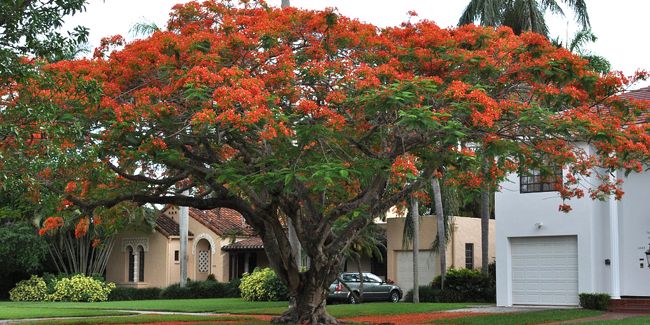 le flamboyant : un arbre au charme indiscutable