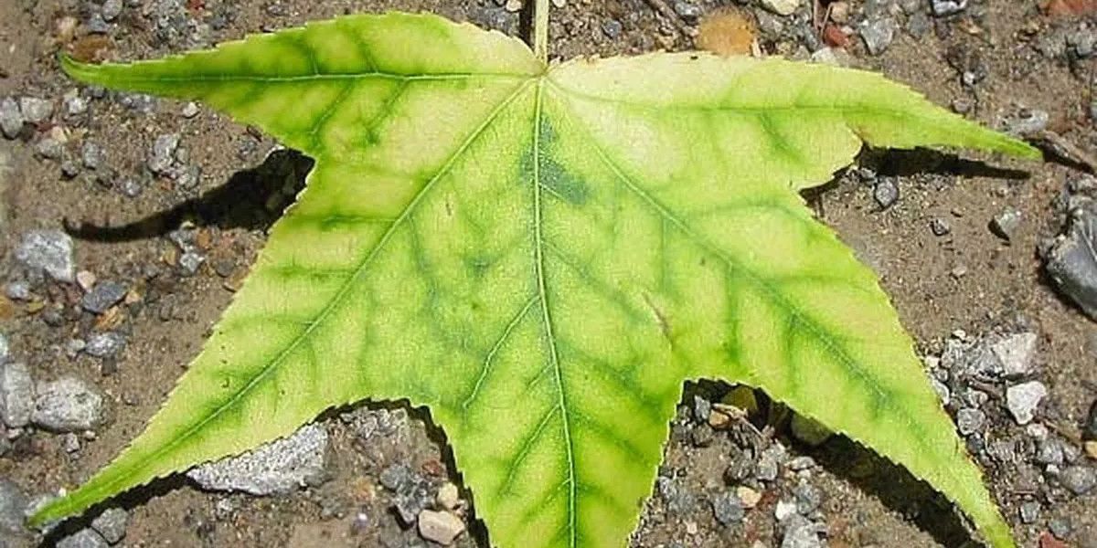 Comprendre la chlorose ferrique : identifiez-la et traitez-la efficacement