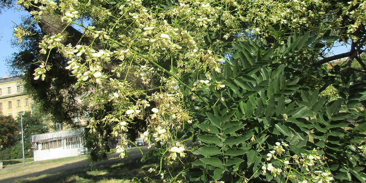 Sophora du Japon (Sophora japonica), l'arbre aux pagodes