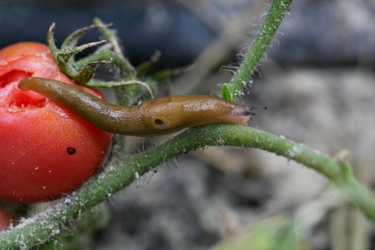 Un objet recyclé pour protéger votre jardin des escargots