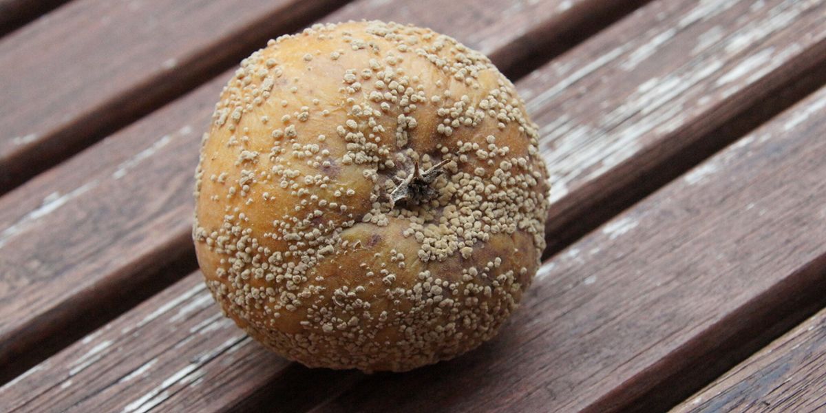 Comprendre la moniliose : lutter contre la pourriture des fruits