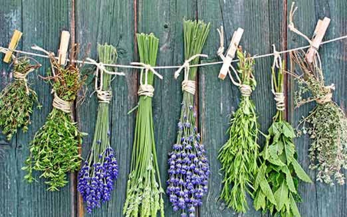 Cultiver des plantes médicinales pour votre bien-être