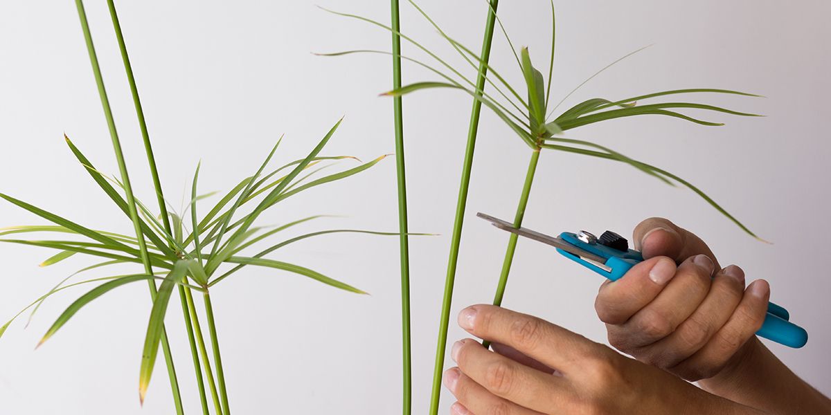 Secrets pour bouturer un papyrus avec succès