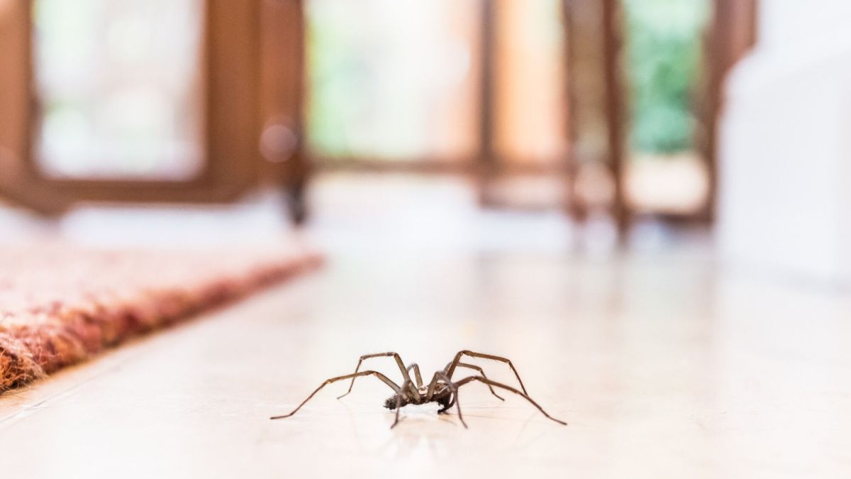 Des solutions naturelles efficaces pour éloigner les araignées de votre intérieur