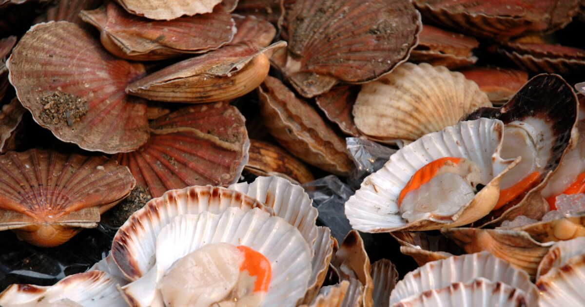 Choisir des saint-jacques comme un chef : conseils essentiels