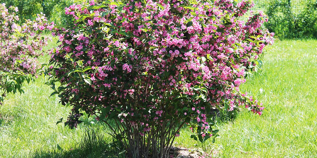 Les 10 arbustes à fleurs qui embellissent votre jardin tout au long de l'année