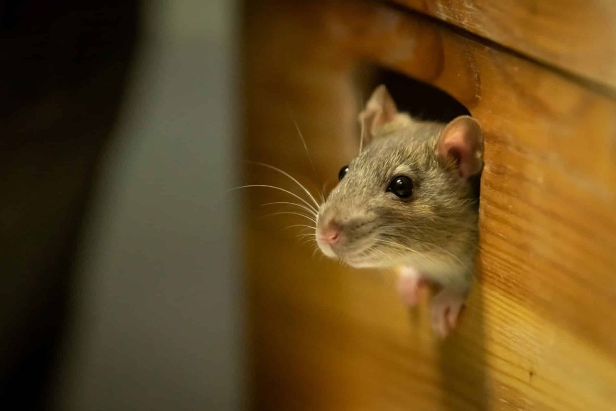 Une astuce naturelle pour dire adieu aux rongeurs