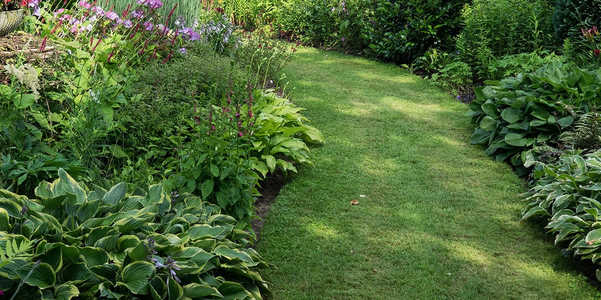 Comment choisir les meilleures plantes pour sol humide