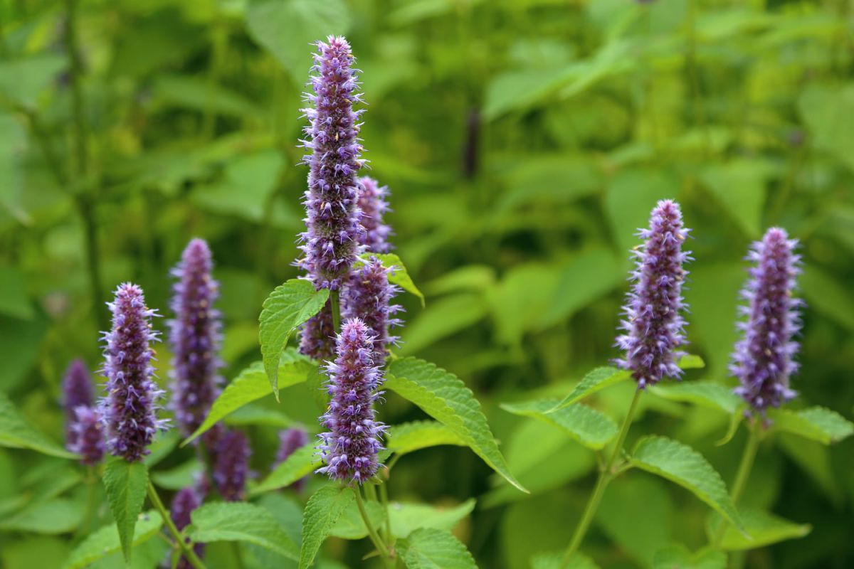 Agastache : où la planter, semis et entretien
