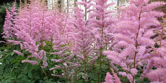 Astilbe : des fleurs plumeuses pour embellir vos coins ombragés