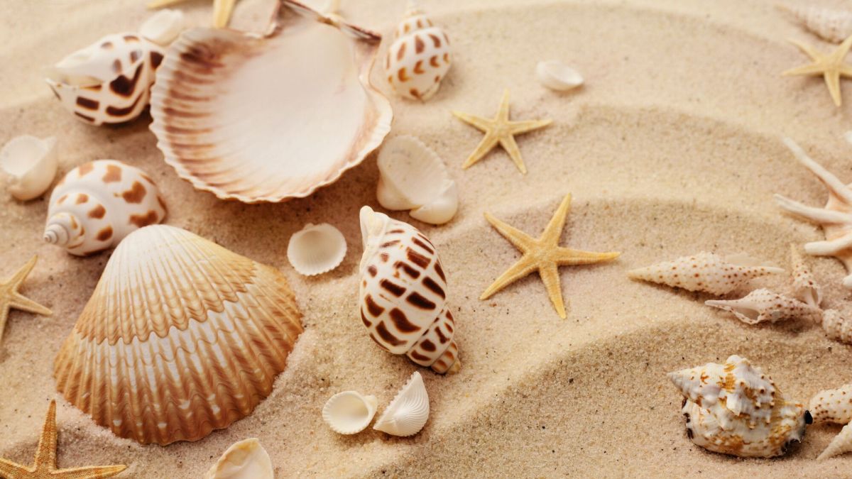 Ce que vous pouvez réellement ramasser sur la plage
