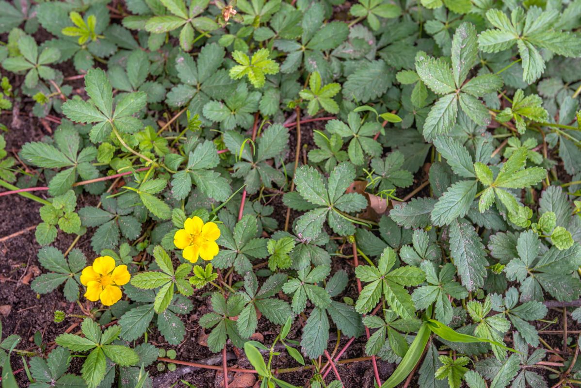 La potentille : un couvre-sol à redécouvrir dans votre jardin
