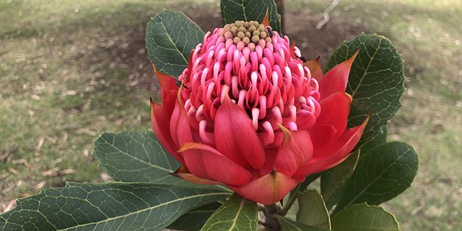 Watarah (Telopea speciosissima) de Nouvelle-Galles du Sud