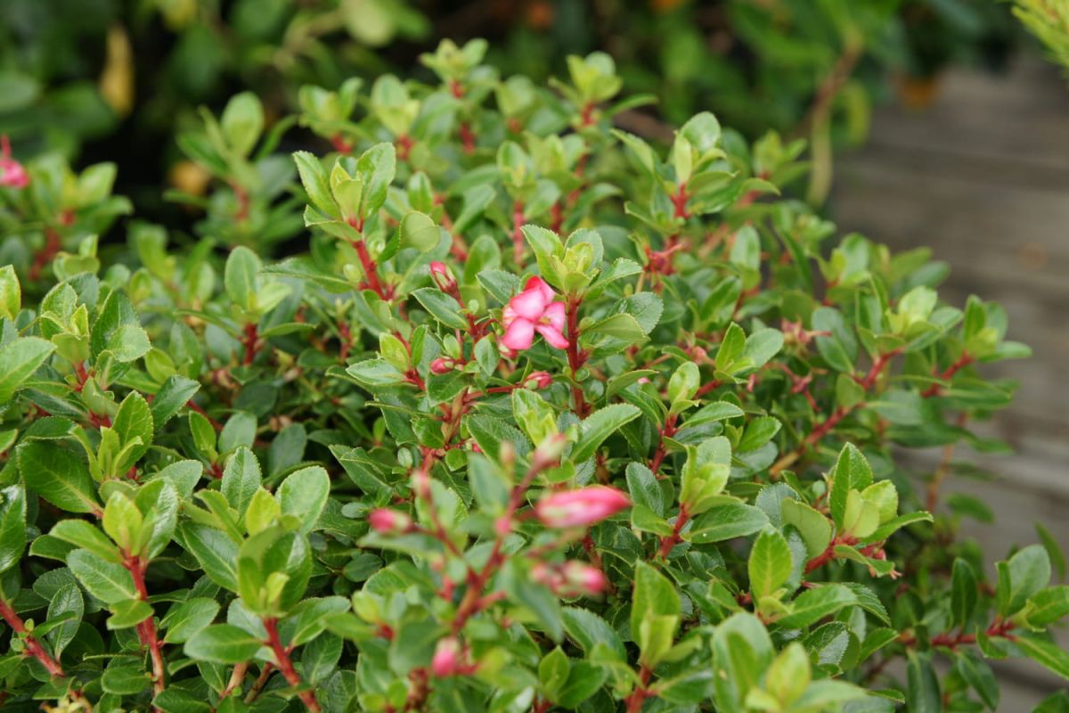 Escallonia : plantation, taille et maladies de cet arbuste de bord de mer