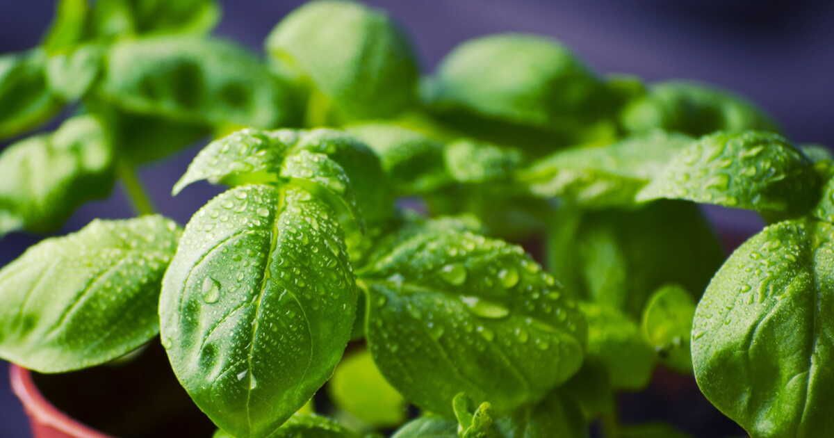Le basilic : l'herbe royale qui enchante nos plats