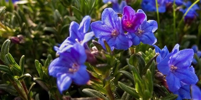 Grémil (Lithodora diffusa), des fleurs bleues en abondance