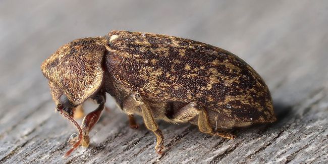 La vrillette : un coléoptère en danger pour vos meubles