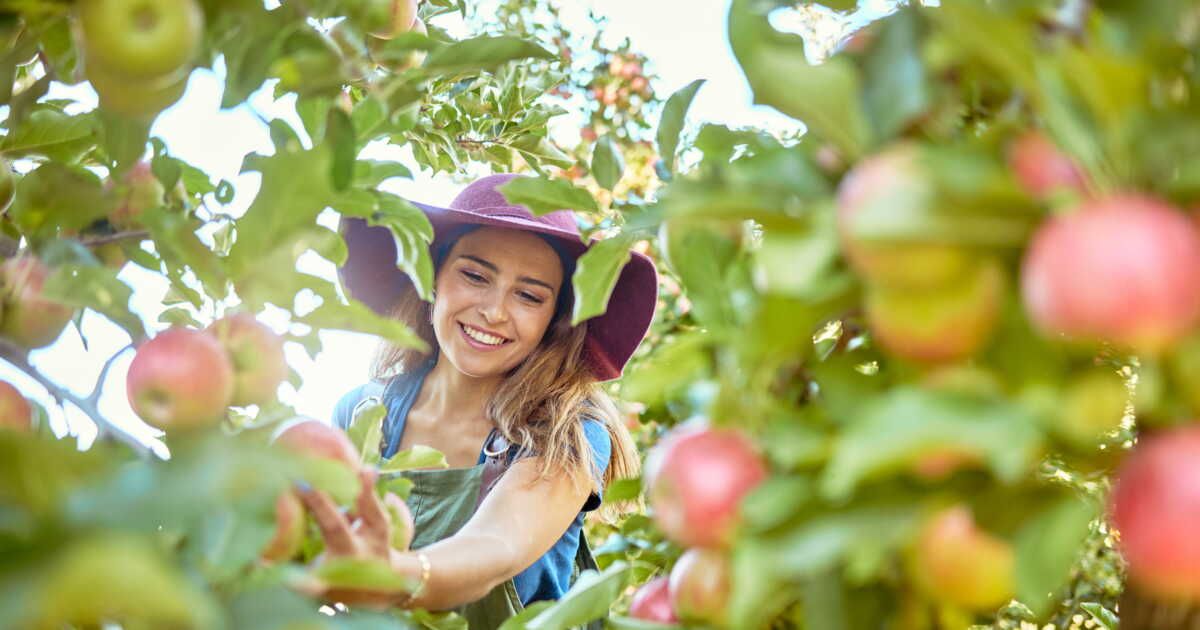 Les bienfaits insoupçonnés de la pomme pour votre santé