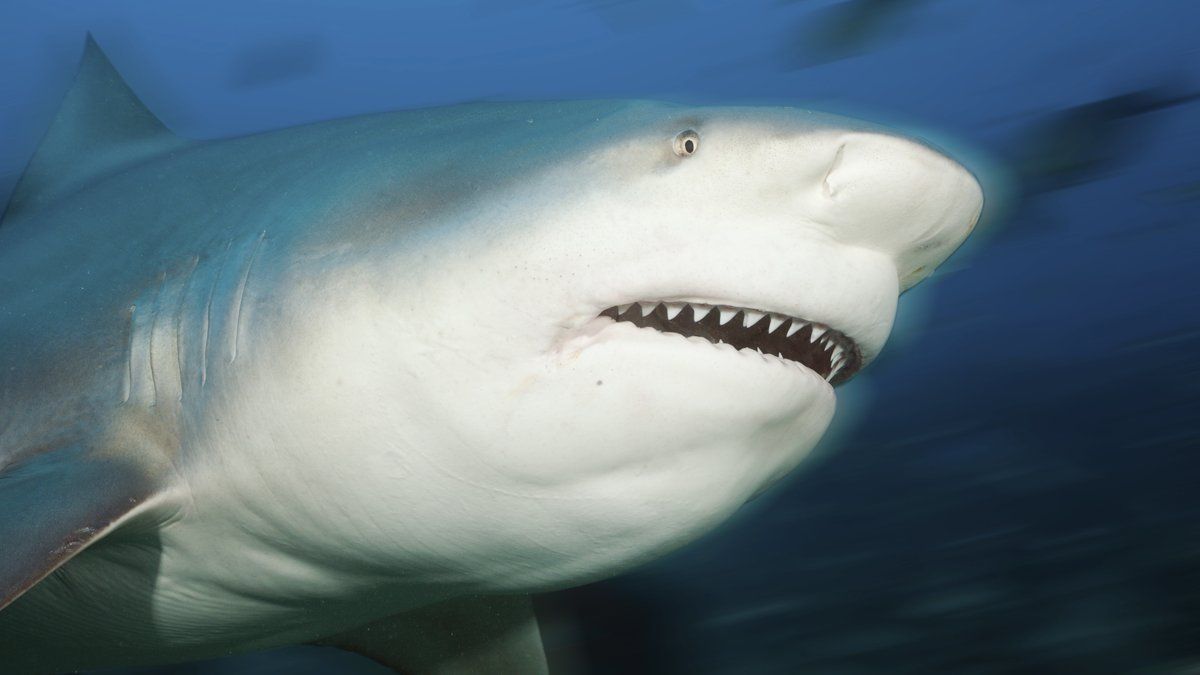 Tragédie sur la grande barrière de corail : un plongeur tué par un requin