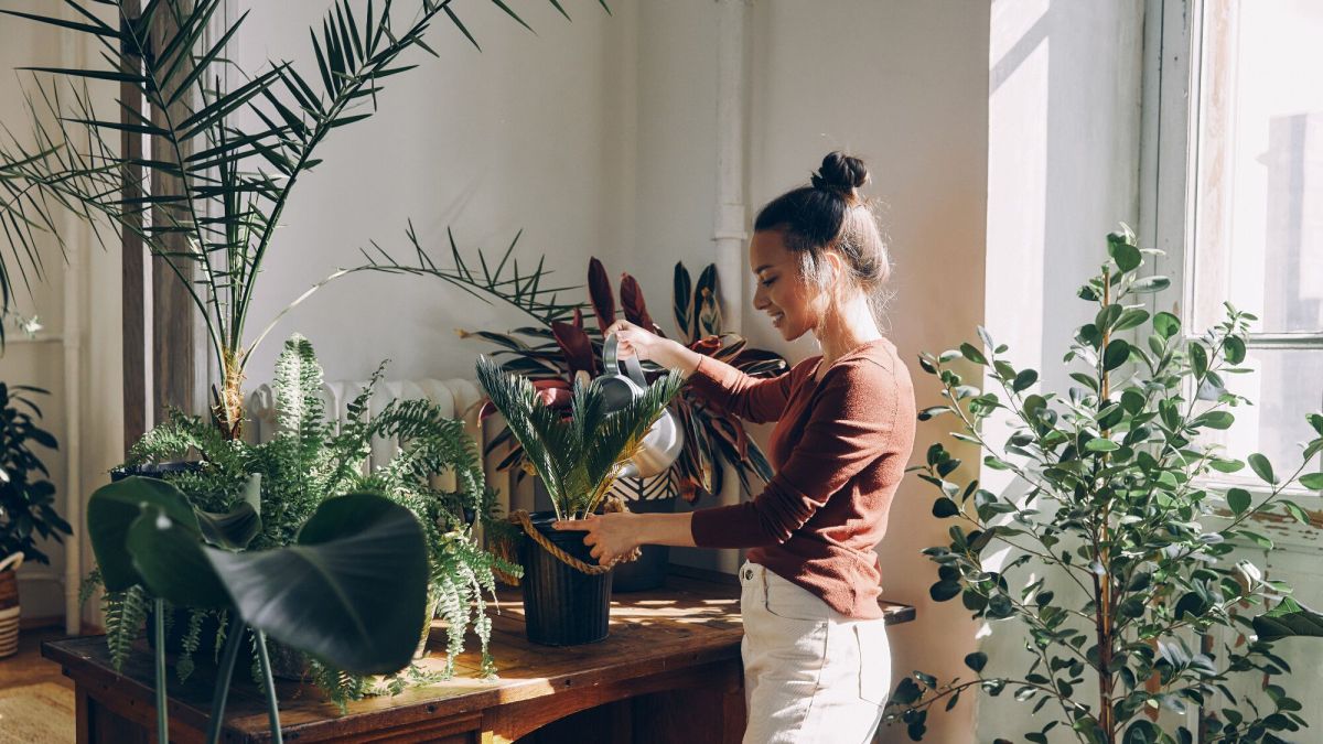 Les 7 plantes d'intérieur idéales pour égayer votre salon
